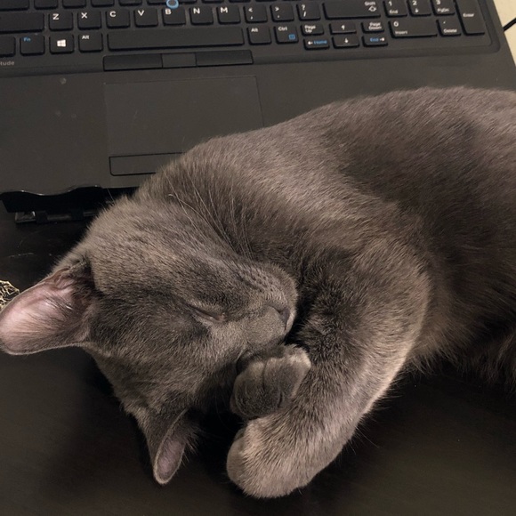 Meet your Posher, Sara - Picture 4 of 5